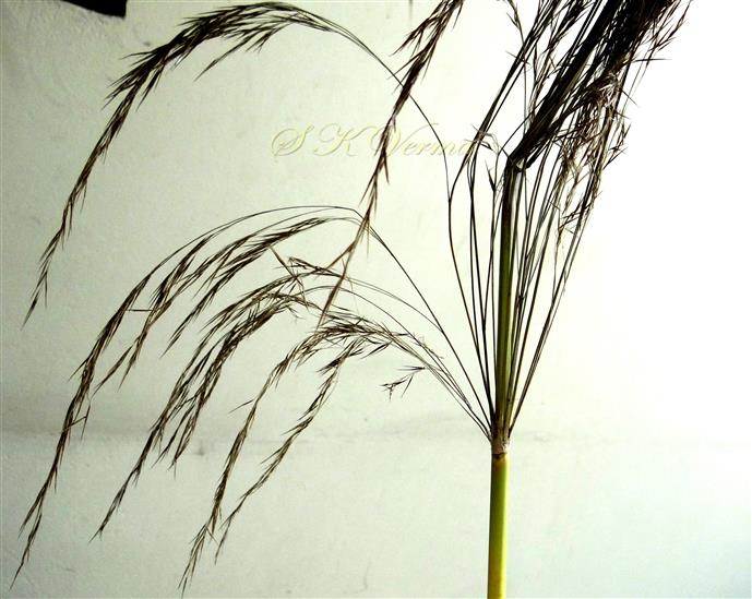  Lowest node with many branches lacking spikelets below